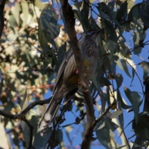 Anthochaera carunculata at Jerrabomberra, NSW - 24 Aug 2024