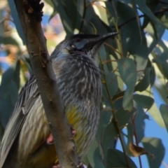 Anthochaera carunculata at Jerrabomberra, NSW - 24 Aug 2024