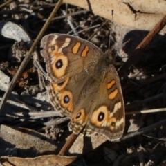 Junonia villida (Meadow Argus) at Jerrabomberra, NSW - 24 Aug 2024 by SteveBorkowskis