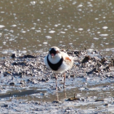 Charadrius melanops (Black-fronted Dotterel) at Bungendore, NSW - 10 Aug 2024 by RomanSoroka