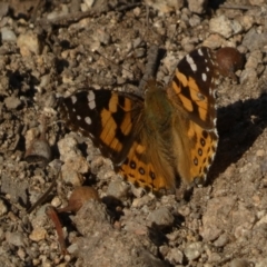 Vanessa kershawi (Australian Painted Lady) at Jerrabomberra, NSW - 24 Aug 2024 by SteveBorkowskis