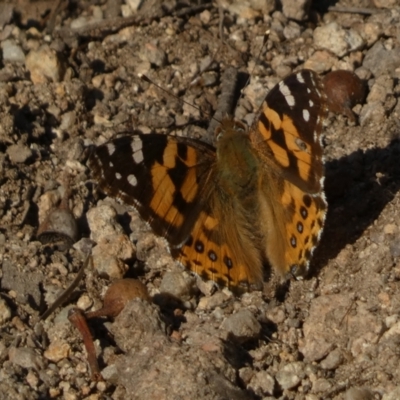 Vanessa kershawi (Australian Painted Lady) at Jerrabomberra, NSW - 24 Aug 2024 by SteveBorkowskis