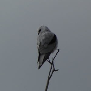 Elanus axillaris at Whitlam, ACT - 19 Aug 2024