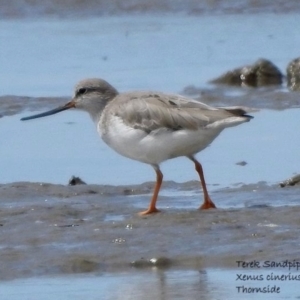 Xenus cinereus at Thorneside, QLD - 28 Feb 2021