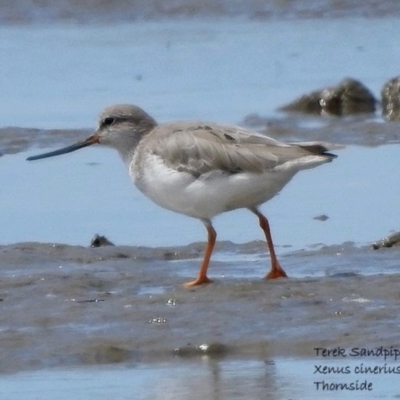 Xenus cinereus (Terek Sandpiper) at Thorneside, QLD - 28 Feb 2021 by MichaelBedingfield