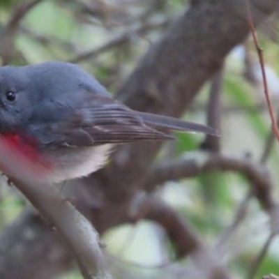 Petroica rosea (Rose Robin) at Kambah, ACT - 24 Aug 2024 by SandraH