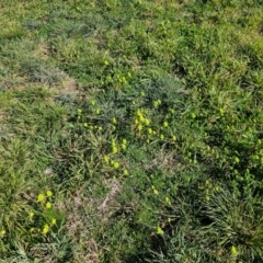 Euphorbia helioscopia (Sun Spurge) at Giralang, ACT - 23 Aug 2024 by Jiggy