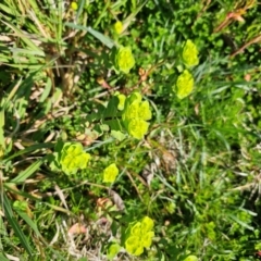 Euphorbia helioscopia at Giralang, ACT - 24 Aug 2024