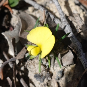 Gompholobium glabratum at Tianjara, NSW - 21 Aug 2024