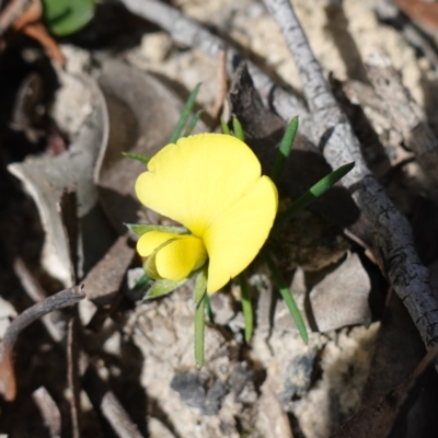 Gompholobium glabratum (Dainty Wedge Pea) at Tianjara, NSW - 21 Aug 2024 by RobG1