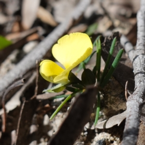 Gompholobium glabratum at Tianjara, NSW - 21 Aug 2024