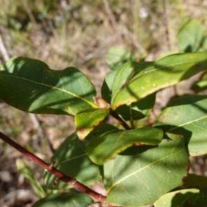 Syncarpia glomulifera at Tianjara, NSW - 21 Aug 2024