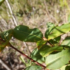 Syncarpia glomulifera at Tianjara, NSW - 21 Aug 2024