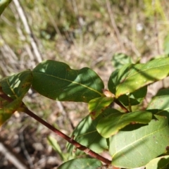 Syncarpia glomulifera at Tianjara, NSW - 21 Aug 2024 12:16 PM