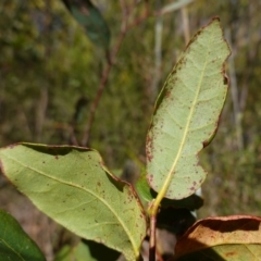 Syncarpia glomulifera at Tianjara, NSW - 21 Aug 2024 12:16 PM