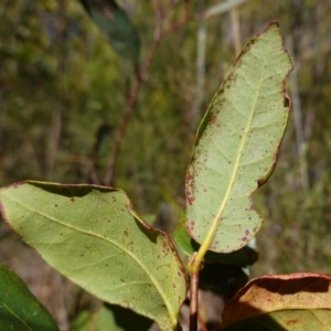 Syncarpia glomulifera at Tianjara, NSW - 21 Aug 2024