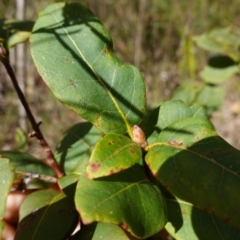 Syncarpia glomulifera at Tianjara, NSW - 21 Aug 2024