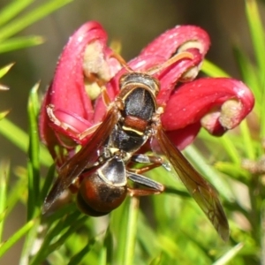 Polistes (Polistella) humilis at Braemar, NSW - 24 Aug 2024