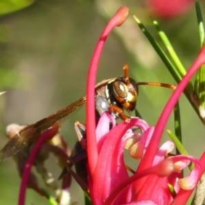 Polistes (Polistella) humilis at Braemar, NSW - 24 Aug 2024 09:45 AM