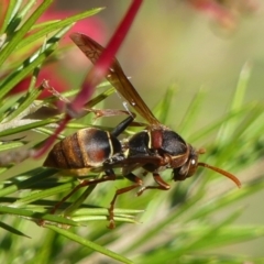 Polistes (Polistella) humilis at Braemar, NSW - 24 Aug 2024 09:45 AM