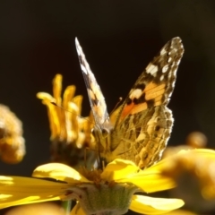 Vanessa kershawi (Australian Painted Lady) at Braemar, NSW - 24 Aug 2024 by Curiosity