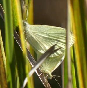 Pieris rapae at Braemar, NSW - 24 Aug 2024 01:56 PM