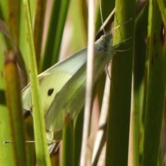 Pieris rapae at Braemar, NSW - 24 Aug 2024 01:56 PM