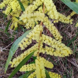 Acacia longifolia at Malua Bay, NSW - 25 Aug 2024