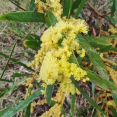 Acacia longifolia at Malua Bay, NSW - 25 Aug 2024