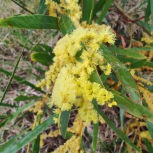 Acacia longifolia at Malua Bay, NSW - 25 Aug 2024 08:19 AM
