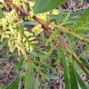 Acacia longifolia at Malua Bay, NSW - 25 Aug 2024