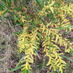 Acacia longifolia at Malua Bay, NSW - 25 Aug 2024