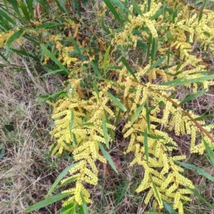 Acacia longifolia at Malua Bay, NSW - 25 Aug 2024 08:19 AM