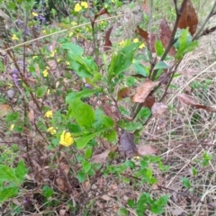 Goodenia ovata (Hop Goodenia) at Malua Bay, NSW - 24 Aug 2024 by LyndalT