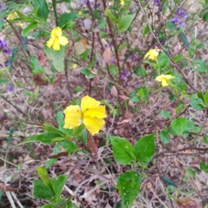 Goodenia ovata at Malua Bay, NSW - 25 Aug 2024