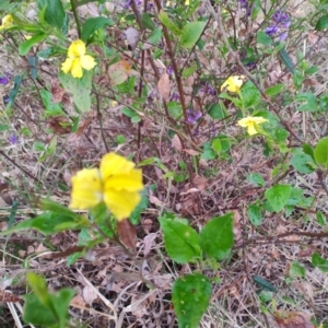 Goodenia ovata at Malua Bay, NSW - 25 Aug 2024