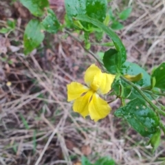 Goodenia ovata at Malua Bay, NSW - 25 Aug 2024