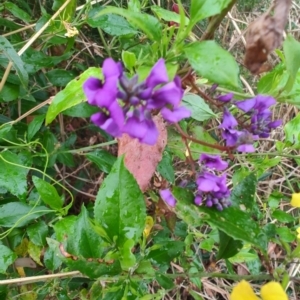 Hardenbergia violacea at Malua Bay, NSW - 25 Aug 2024 08:19 AM