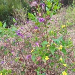 Hardenbergia violacea at Malua Bay, NSW - 25 Aug 2024 08:19 AM