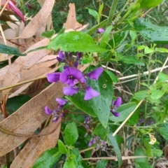 Hardenbergia violacea at Malua Bay, NSW - 25 Aug 2024