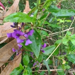 Hardenbergia violacea at Malua Bay, NSW - 25 Aug 2024 08:19 AM