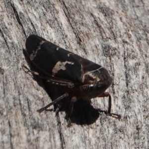 Eurypella tasmaniensis at Hall, ACT - 24 Aug 2024 04:04 PM