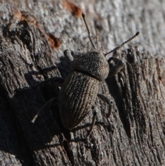 Polyphrades paganus (A weevil) at Hall, ACT - 24 Aug 2024 by Anna123