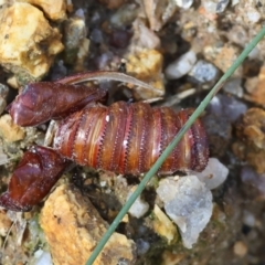 Hepialidae (family) IMMATURES at Beechworth, VIC - 24 Aug 2024 by KylieWaldon