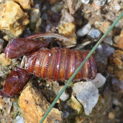 Hepialidae (family) IMMATURES at Beechworth, VIC - 24 Aug 2024 by KylieWaldon