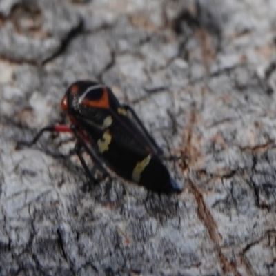 Eurymeloides pulchra (Gumtree hopper) at Hall, ACT - 24 Aug 2024 by Anna123