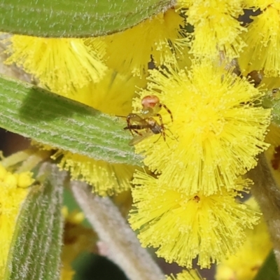 Thomisidae (family) (Unidentified Crab spider or Flower spider) at Beechworth, VIC - 24 Aug 2024 by KylieWaldon