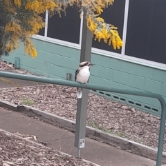 Dacelo novaeguineae (Laughing Kookaburra) at Garran, ACT - 24 Aug 2024 by VanceLawrence