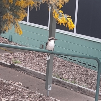 Dacelo novaeguineae (Laughing Kookaburra) at Garran, ACT - 25 Aug 2024 by VanceLawrence