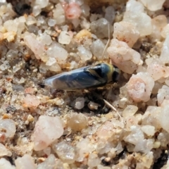 Notonectidae (family) (Backswimmer) at Beechworth, VIC - 24 Aug 2024 by KylieWaldon